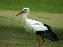 European-white-stork5.jpg