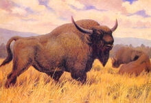 Image 2263 1e-Steppe-bison.jpg