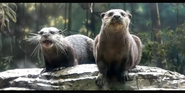 Memphis Zoo Otters