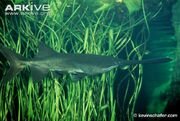 Paddlefish.jpg