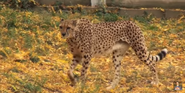 Cheetah