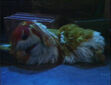 Sleepytime02
