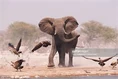 Vultures and Elephants.jpg (7 KB)