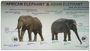 African-and-asian-elephants including mammoths