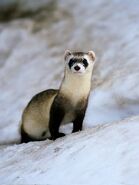 Black-Footed Ferret as Captain Joe