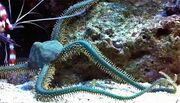 Brittle star.jpg