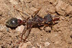 Bulldog Ant