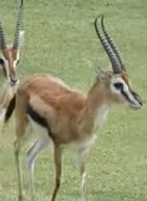 Cincinnati Zoo Gazelle.png (777 KB) Thomson's Gazelle as Dweeb