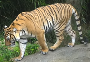 Malayan Tiger