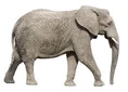 Elephants Mammoths Mastodons Aardvarks Manatees Hyraxes Hippos Rhinos and Whales.jpg (8 KB)