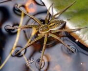 Fishing Spider.jpg