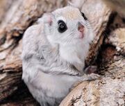 Flying squirrel, Japanese dwarf.jpg