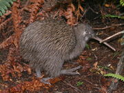 Kiwi, Southern Brown.jpg