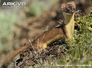 Long-tailed-weasel