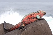 Marine-Iguana-Espanola.jpg (1.26 MB) Marine Iguana