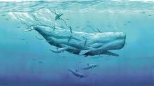 Moby dick.jpg