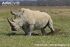 Southern-white-rhinoceros-scraping-dung-with-hind-foot---marking-territory