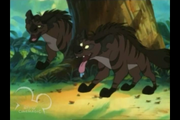 Striped Hyena (Hyaena hyaena)