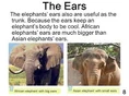 The Elephant's Ears.jpg (12 KB)
