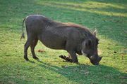 Warthog, Southern