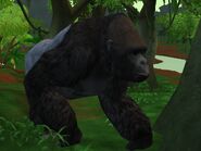 Zt2-westernlowlandgorilla