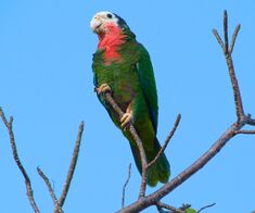 Abaco-cuban-parrot-2013-8