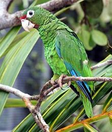 240px-Puerto Rican parrot.jpg