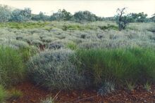 Triodia grass