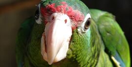 242px-Puerto Rican parrot.jpg