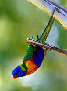 Rainbow-Lorikeet