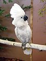 Umbrella Cockatoo.