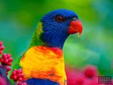 Rainbow Lorikeet