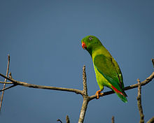 Vernal Hanging-parrot.