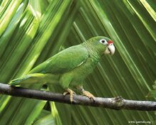 241px-Puerto Rican parrot.jpg