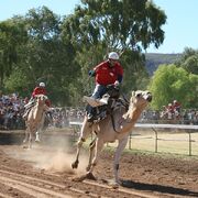 Badaran Camelracing