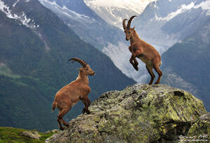 Alpa Ibex