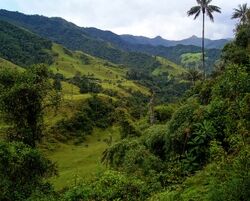 Valle-del-Cocora-Colombia-Andes-Mountains