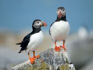 Severnyĭ tupik (Northern Puffin)