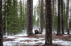 Valdor Forest.jpg