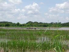 Krentori inland