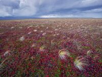 Tundra-landscape-russia 25317 990x742-1