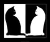 Black-and-white-cats