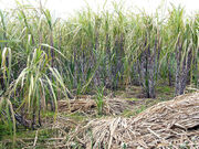 Sugarcane