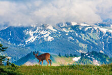 Mountains211.jpg