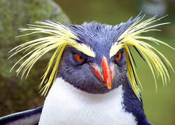 Rockhopper penguin