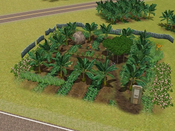 Passionfruit Crop Field