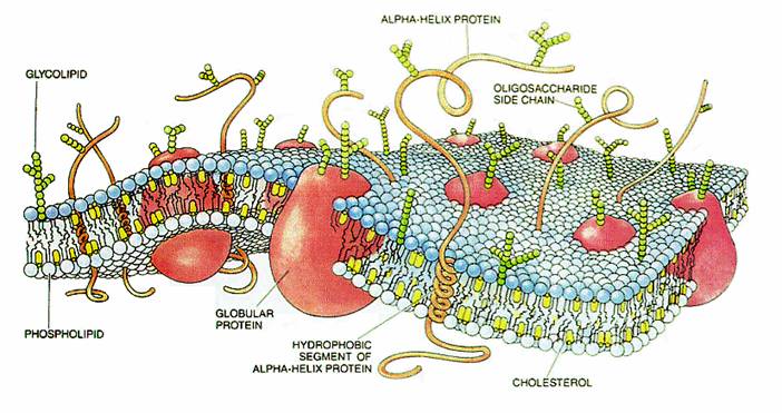 Cell Membrane Structure, Ditki, Medical & Biological Sciences posted a  video to playlist Biochemistry., By Ditki, Medical & Biological Sciences