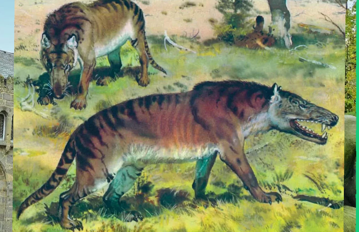 Первые млекопитающие появились в. Зденек Буриан Гиенодон. Креодонты Кайнозой. Эндрюсарх Жеводанский. Креодонты предки.