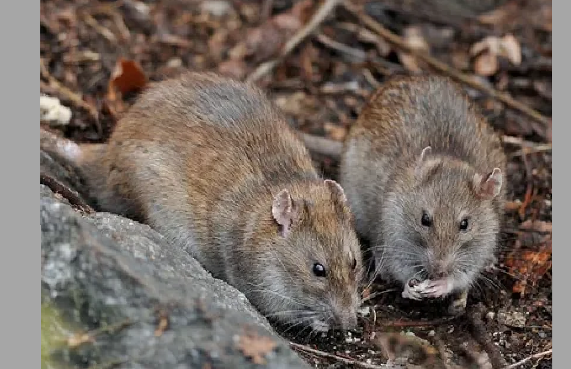 Обыкновенная серая крыса. Серая крыса Пасюк. Серая крыса Rattus norvegicus. Крыса Пасюк дикий. Серая крыса Пасюк крупная.