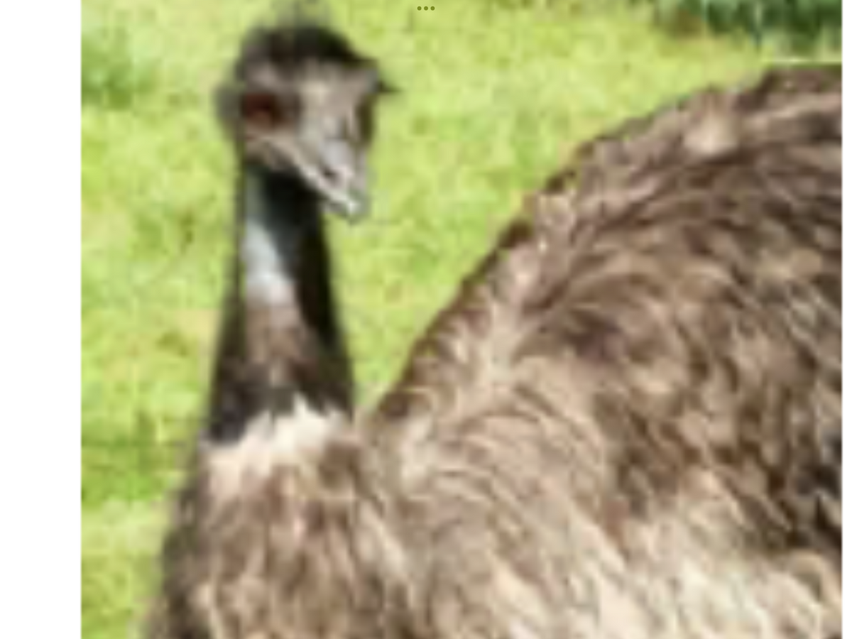 Patchwork emu | Patchwork Pals Wiki | Fandom